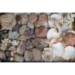 A Collection of Various Shells and Rocks etc