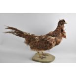 A Rather Forlorn Taxidermy Study of a Cock Pheasant