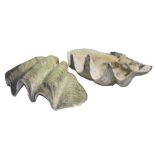 Conchology - Pair of Large Clam Shells