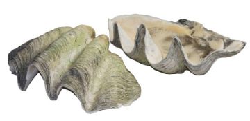 Conchology - Pair of Large Clam Shells