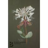 Nigel Wykes (1906-1991) Botanical Paintings