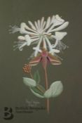 Nigel Wykes (1906-1991) Botanical Paintings