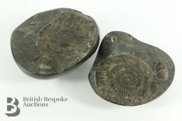 Polished Ammonite Fossil