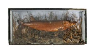 Victorian Taxidermy Pike