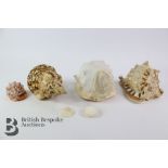Miscellaneous Shells