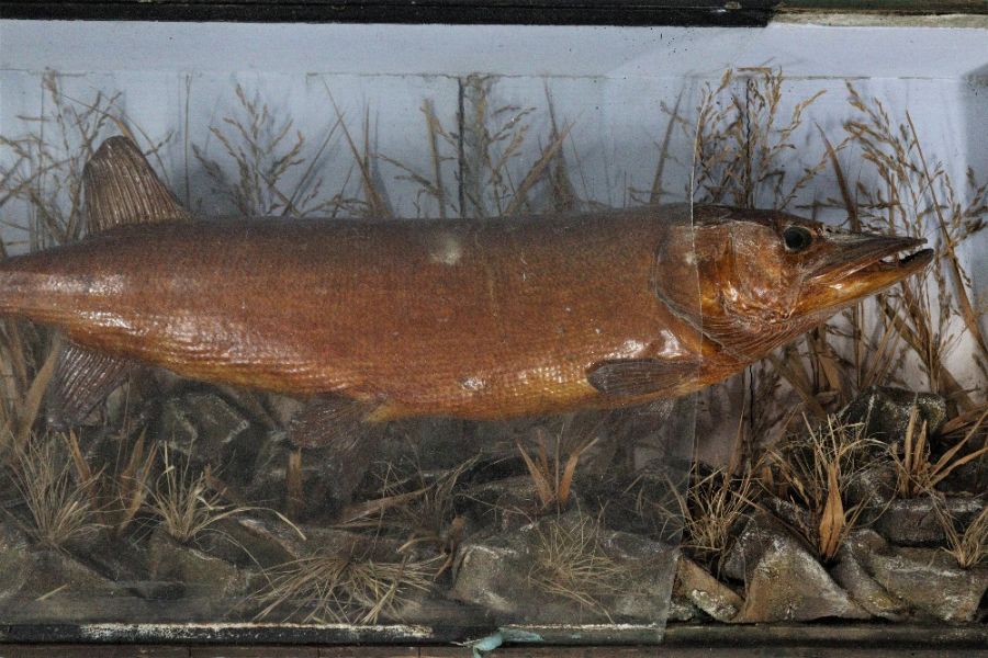 Victorian Taxidermy Pike - Image 2 of 2