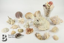 Ocean Sea Shells