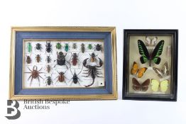 Taxidermy Butterflies and Beetles