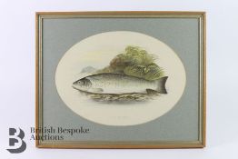 Four Fish Prints