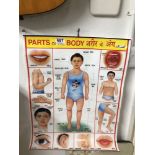 VINTAGE PARTS OFTHE BODY CHART FROM INDIA, 57 X 43CM