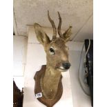 TAXIDERMY MOUNTED DEER