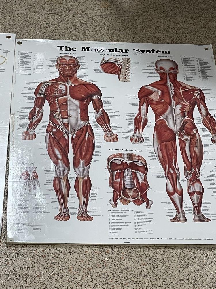 THREE MEDICAL CHARTS (ORIGINALLY IN KINGS CROSS COLLEGE), 66 X 51CM - Image 2 of 4