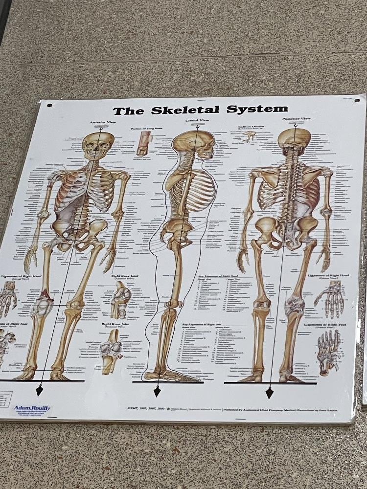 THREE MEDICAL CHARTS (ORIGINALLY IN KINGS CROSS COLLEGE), 66 X 51CM - Image 4 of 4
