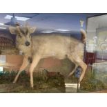 TAXIDERMY MUNTJAC DEER BY MENDIP TAXIDERMY, 95 X 63CM CASED