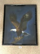 A PAINTING ON SILK OF A BALD EAGLE, SIGNED LEE W YOUNG, 50 X 62CMS