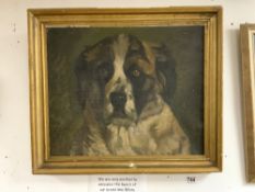 A 19TH CENTURY OIL ON CANVAS OF A ST BERNARD DOG IN A GILT FRAME WITH THREE REPAIRS TO CANVAS, 55