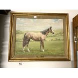 W. F PERRIN - OIL ON CANVAS 'HORSE IN A LANDSCAPE, 'MAHDRA' SIGNED, 35 X 45CMS