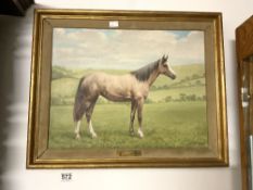 W. F PERRIN - OIL ON CANVAS 'HORSE IN A LANDSCAPE, 'MAHDRA' SIGNED, 35 X 45CMS