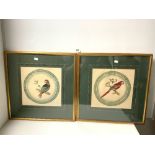 A PAIR OF REGENCY STYLE WATERCOLOUR DRAWINGS - SKETCHES OF PARROTS, 36 X 36CMS