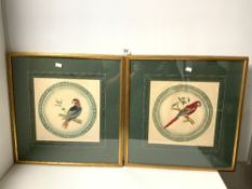 A PAIR OF REGENCY STYLE WATERCOLOUR DRAWINGS - SKETCHES OF PARROTS, 36 X 36CMS