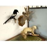 THREE PIECES OF TAXIDERMY, A MAGPIE, STOAT, AND A MOUNTED DEER HEAD