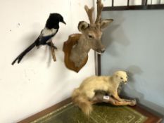 THREE PIECES OF TAXIDERMY, A MAGPIE, STOAT, AND A MOUNTED DEER HEAD