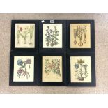 A SET OF SIX BOTANICAL COLOUR PRINTS, 19 X 24CMS