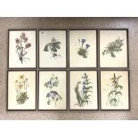 A SET OF EIGHT BOTANICAL COLOURED PRINTS 23 X 32CMS