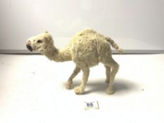 A VICTORIAN TAXIDERMY CAMEL TOY, MADE IN GERMANY AS SOUVENIER, 26 X 21CMS