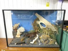 LARGE EARLY 18TH CENTURY DIORAMA GLASS CASED OF SEA LIFE, HAMMERHEAD SHARK, AND MORE, 106 X 73 X