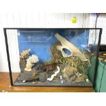 LARGE EARLY 18TH CENTURY DIORAMA GLASS CASED OF SEA LIFE, HAMMERHEAD SHARK, AND MORE, 106 X 73 X