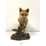 A TAXIDERMIC FOX MOUNTED ON WOOD, APPROX 50CMS