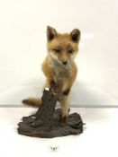 A TAXIDERMIC FOX MOUNTED ON WOOD, APPROX 50CMS