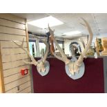 TWO VINTAGE PAINTED MOUNTED ANTLERS