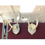 TWO PAINTED ANTLERS MOUNTED ON WOODEN SHIELDS