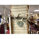 VINTAGE PAINTED MOUNTED ANTLER AND AN UNMOUNTED ANTLER