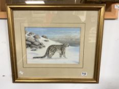 BRIAN ROUSE - WATERCOLOUR DRAWING - A STUDY OF A SNOW LEOPARD - SIGNED 26 X 37CMS