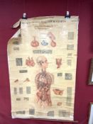 AMERICAN FROHSE ANATOMICAL CHART, A PALTE FROM ORIGINAL DRAWINGS BY -LEON SCHLOSS BERG OF THE