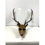 TAXIDERMIC STAGS HEAD