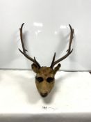 TAXIDERMIC STAGS HEAD
