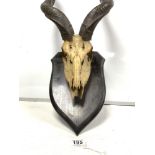 AFRICAN MOUNTED KUDU SKULL AND HORNS FOR A WALLMOUNTED TROPHY