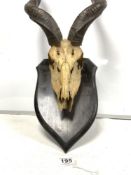 AFRICAN MOUNTED KUDU SKULL AND HORNS FOR A WALLMOUNTED TROPHY