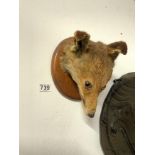 TAXIDERMIC FOXES HEAD MOUNTED PLAQUE