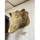VINTAGE TAXIDERMY BOARS HEAD ON SHIELD PLAQUE, WALL MOUNTED
