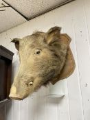 VINTAGE TAXIDERMY BOARS HEAD ON SHIELD PLAQUE, WALL MOUNTED