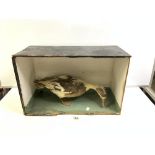 TAXIDERMIC DUCK IN A CASE, NO GLASS