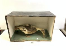 TAXIDERMIC DUCK IN A CASE, NO GLASS