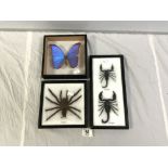 TAXIDERMIC TARANTULA IN CASE, TWO SCORPIONS, AND A PERUVIAN BUTTERFLY