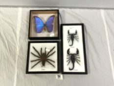 TAXIDERMIC TARANTULA IN CASE, TWO SCORPIONS, AND A PERUVIAN BUTTERFLY