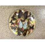 A BUTTERFLY"S FROM BRASIL DISPLAY IN CONVEX GLAZED CASE.
